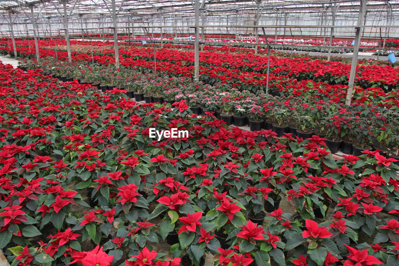 RED FLOWERS IN GREENHOUSE