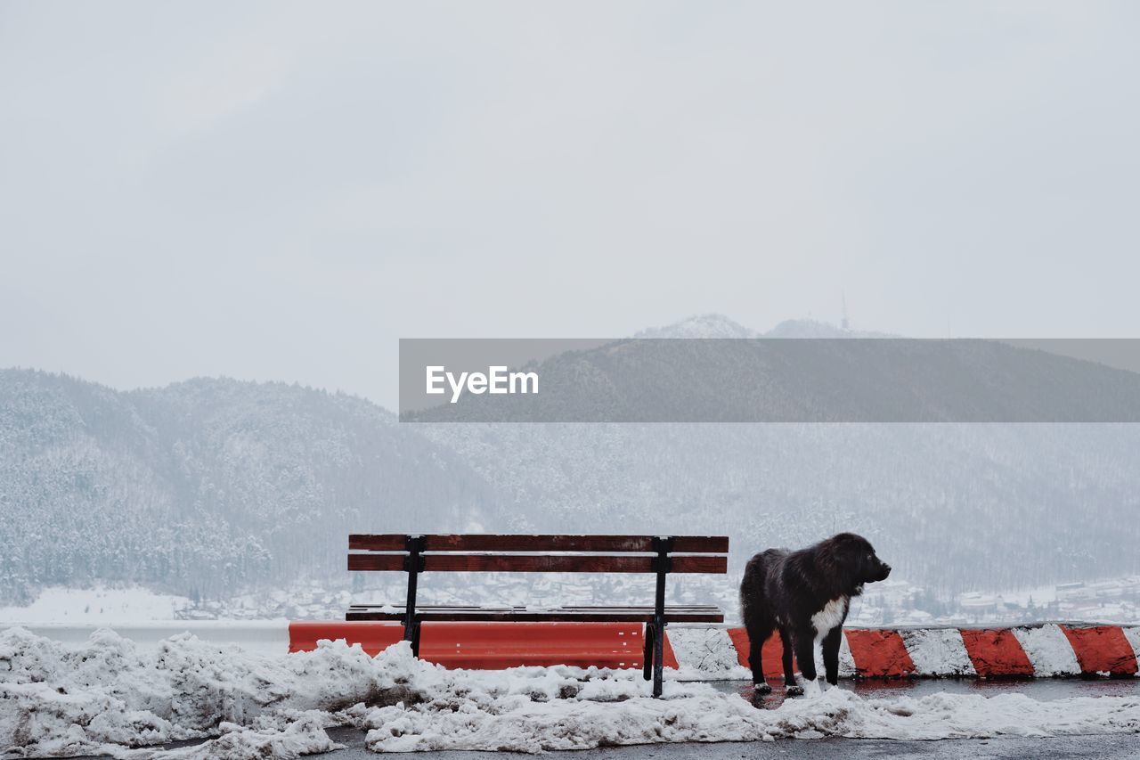 Dog on snowcapped mountains against sky