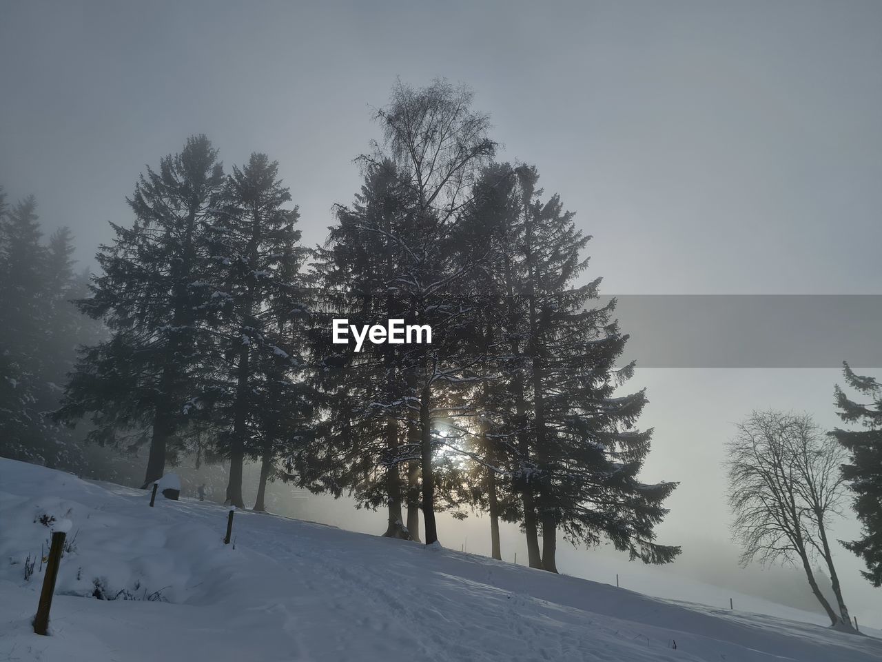 TREES ON SNOW COVERED LAND
