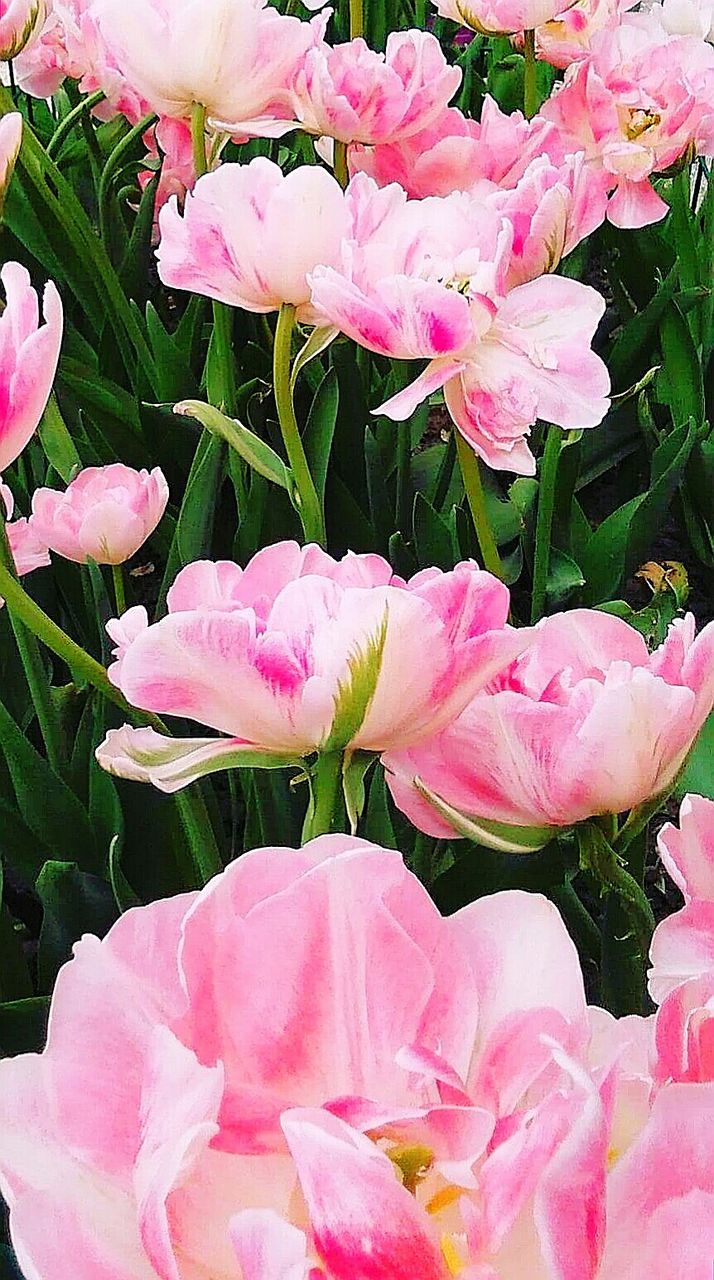 CLOSE-UP OF PINK FLOWERS GROWING IN WATER