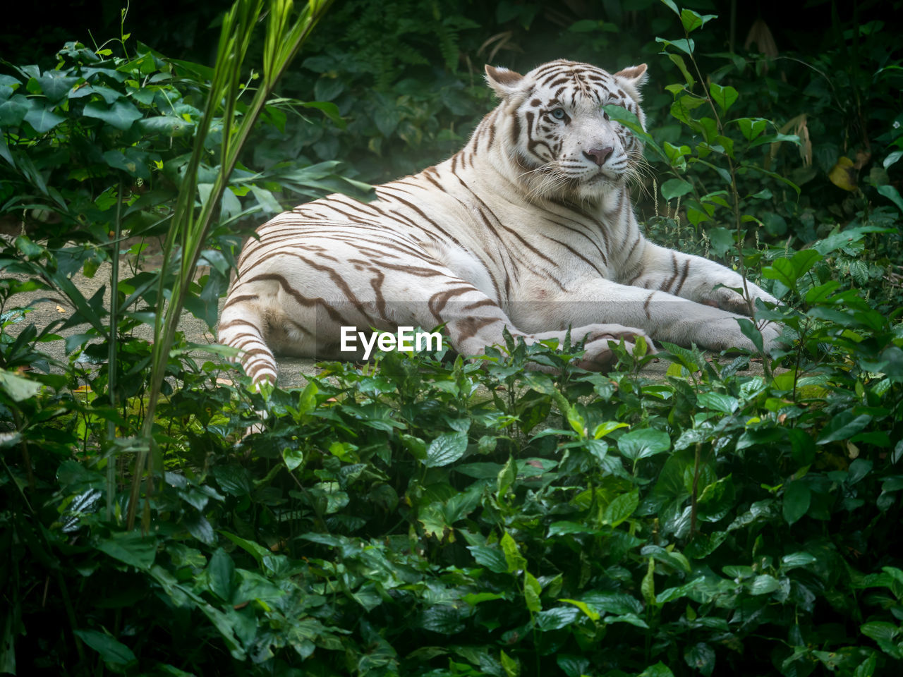 TIGER BY PLANTS