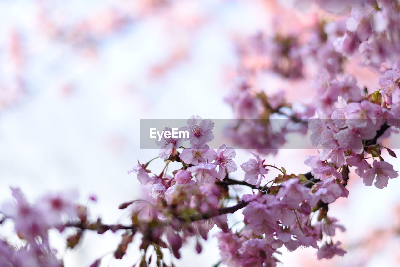 Sakura at daikanyama, tokyo