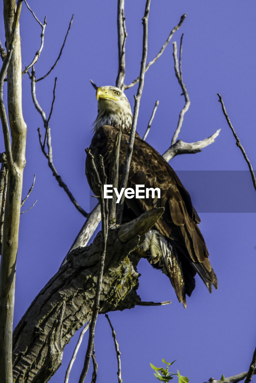 LOW ANGLE VIEW OF EAGLE PERCHING ON BRANCH