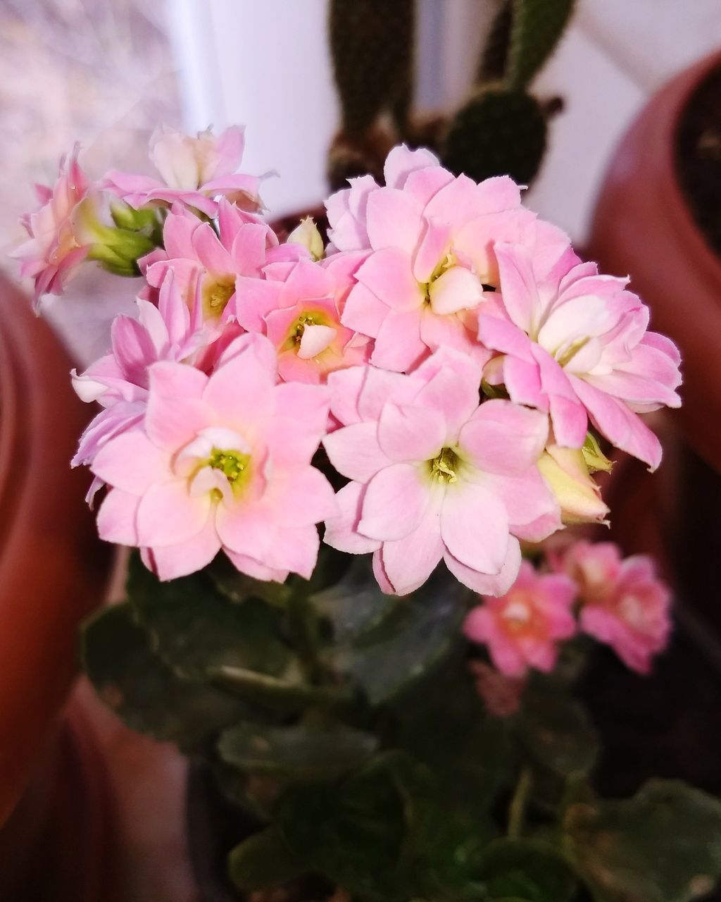 PINK FLOWERS BLOOMING OUTDOORS