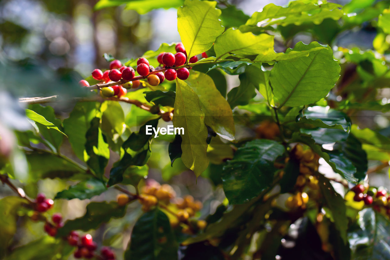 CLOSE-UP OF BERRIES ON TREE