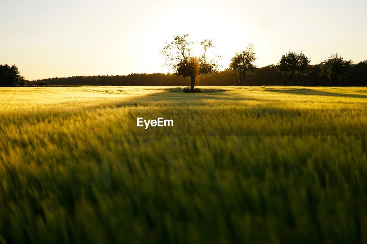 SCENIC VIEW OF LAND AGAINST SKY