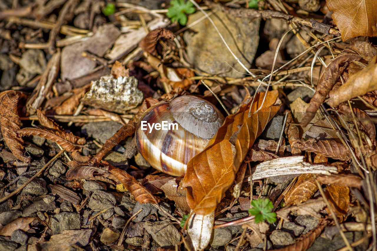 Land snail on the ground and autumn leaf, close-up photo of a snail