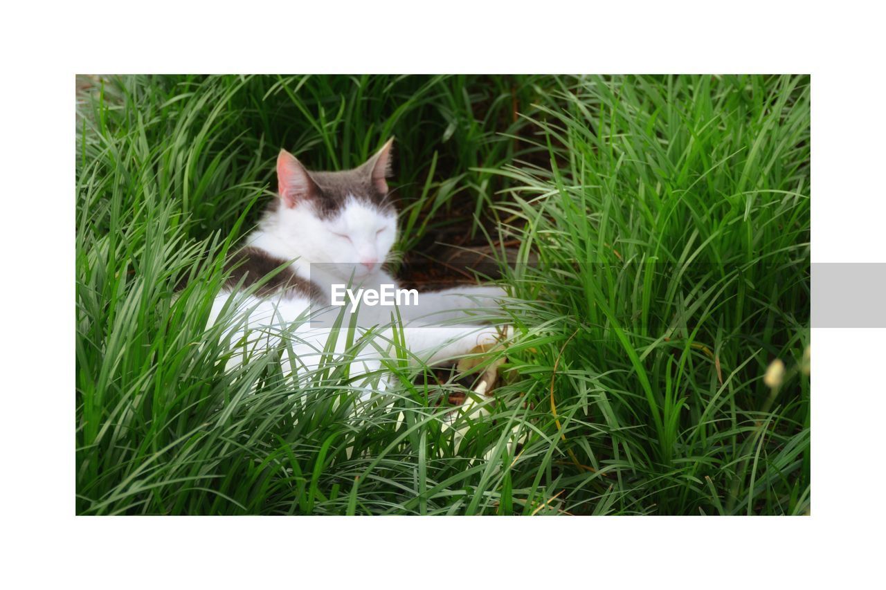 CAT ON GRASSY FIELD