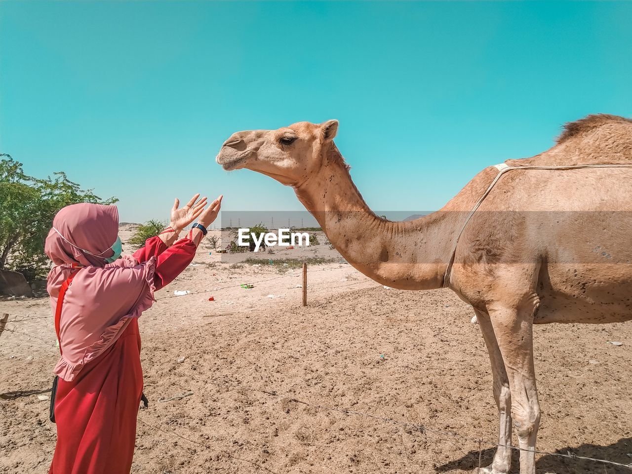 Woman wearing mask gesturing towards camel against sky