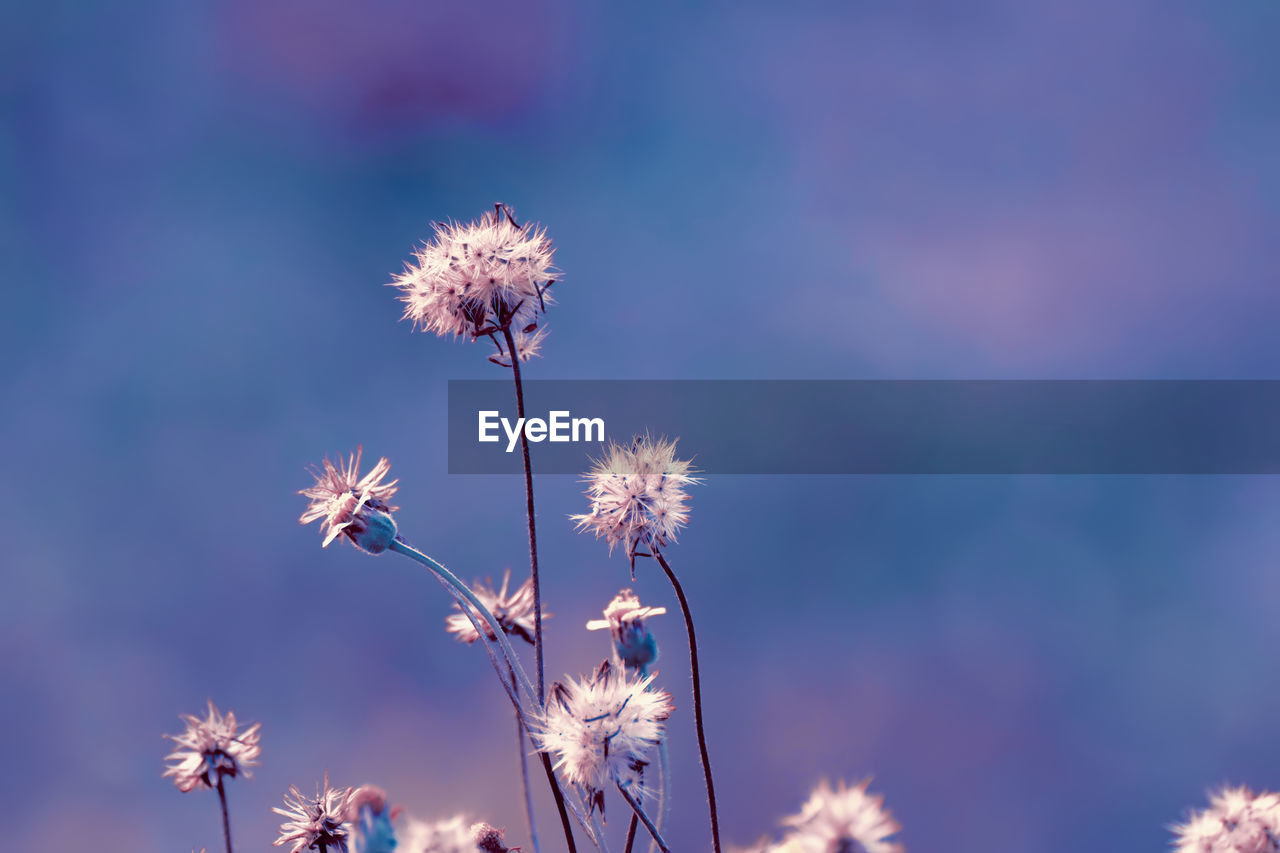 CLOSE-UP OF FLOWERING PLANT AGAINST SKY