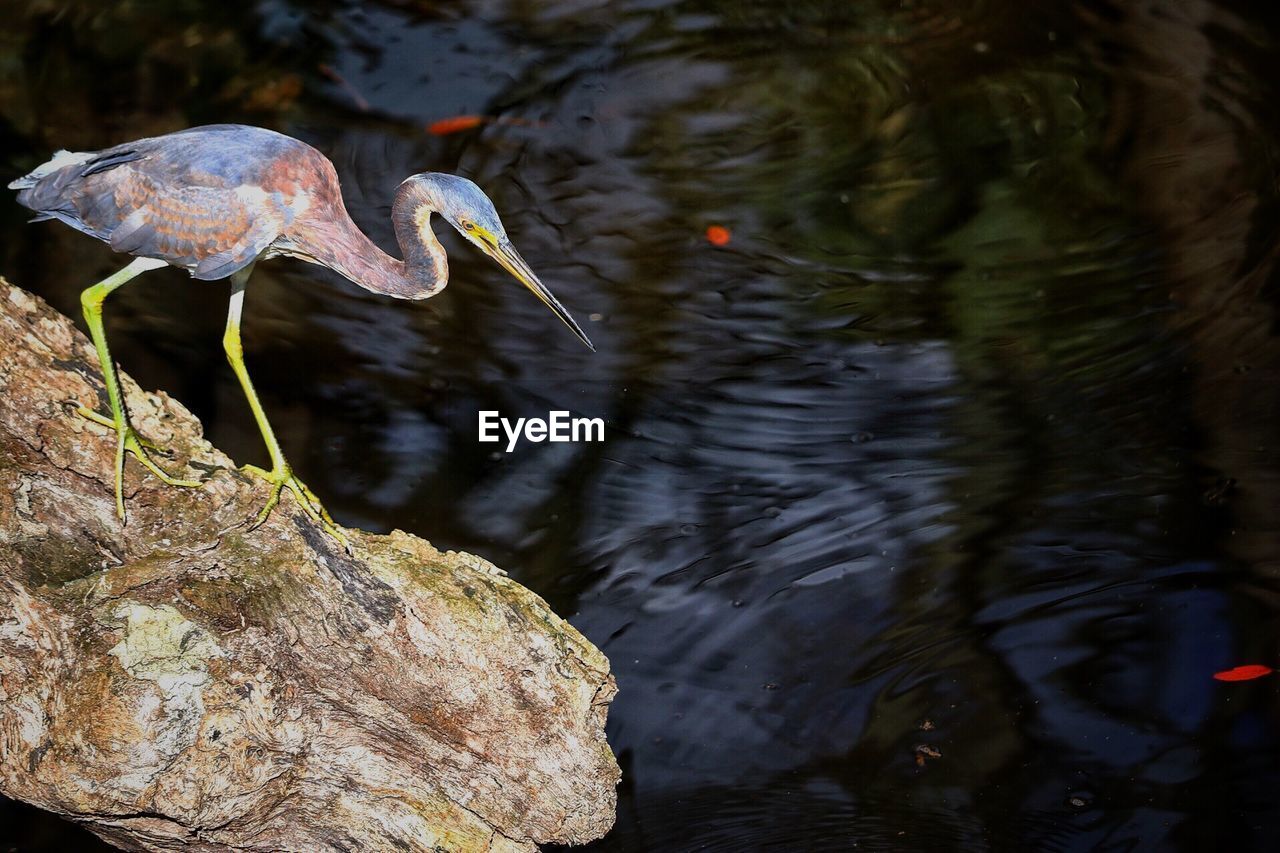 CLOSE-UP OF BIRD IN LAKE