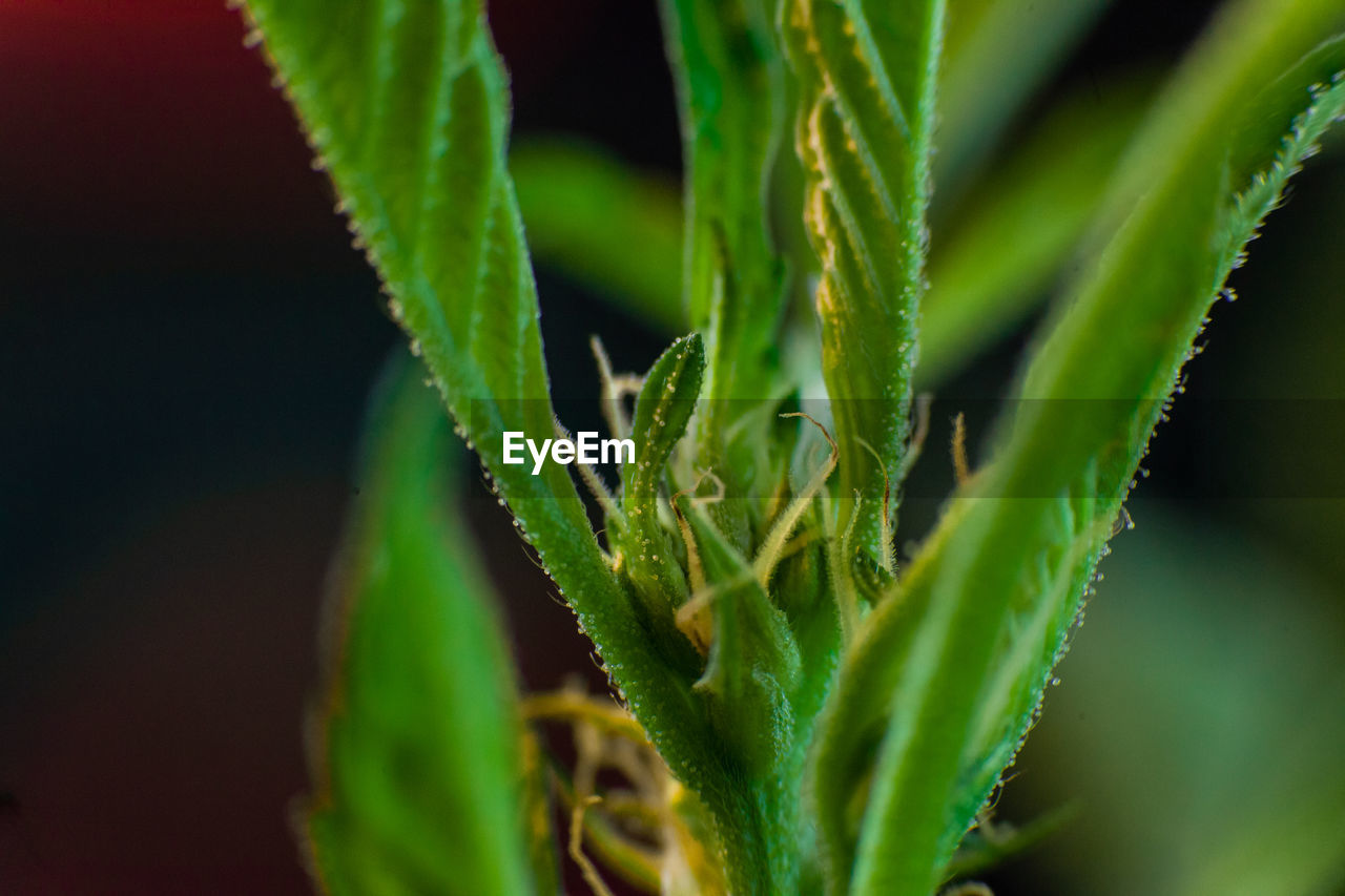 CLOSE-UP OF FRESH GREEN LEAF ON PLANT AT FIELD