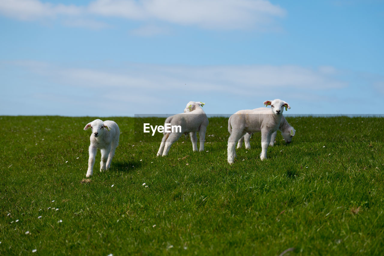 Baby lamb on green grass
