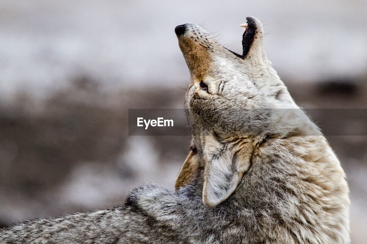 Side view of coyote howling