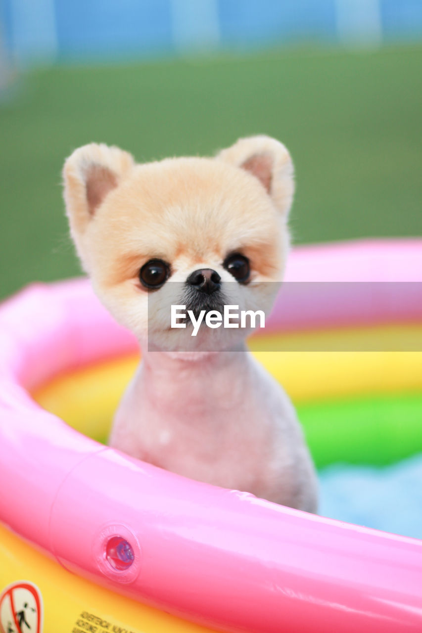 Close-up of puppy sitting in wading pool