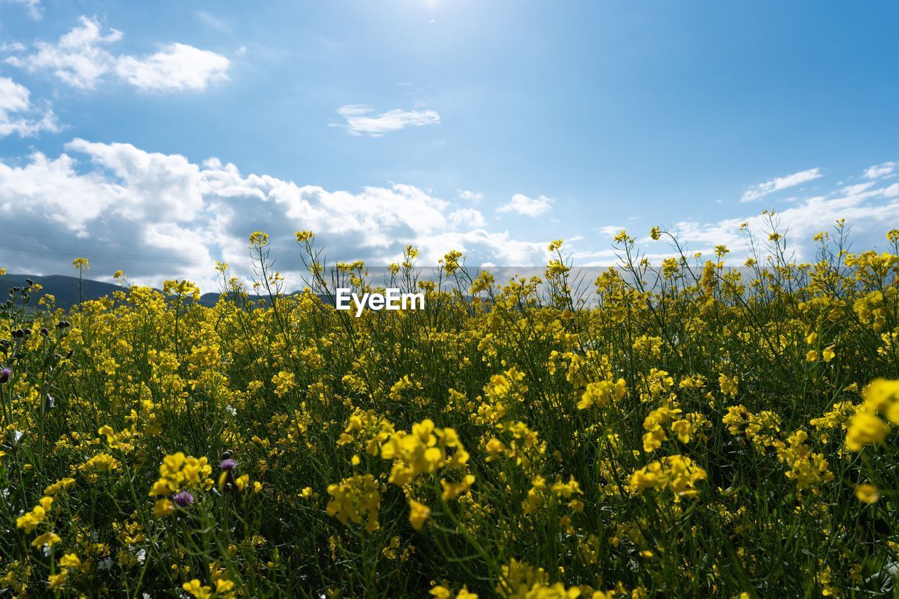 YELLOW FLOWERING PLANTS GROWING ON FIELD