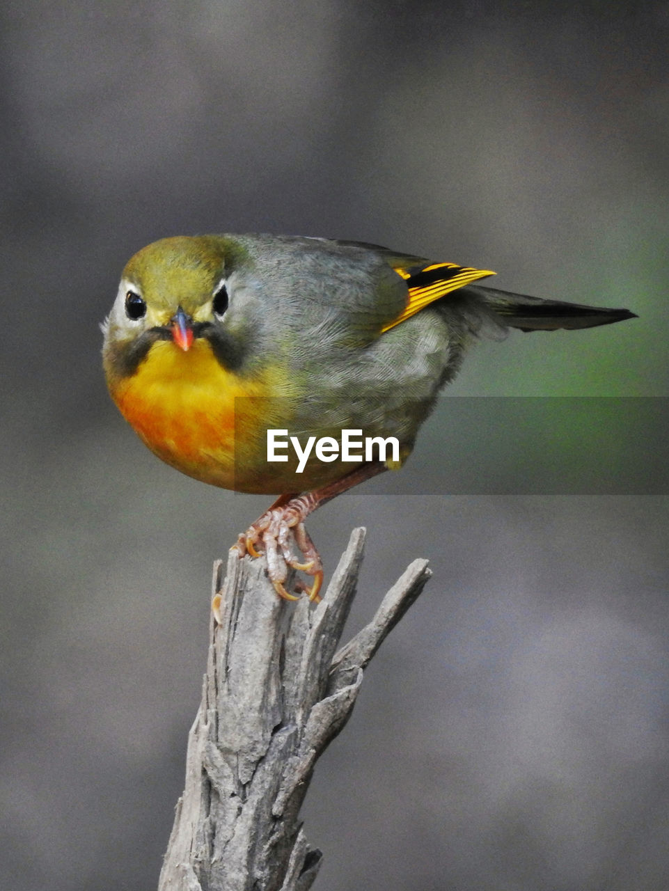 BIRD PERCHING ON A TREE