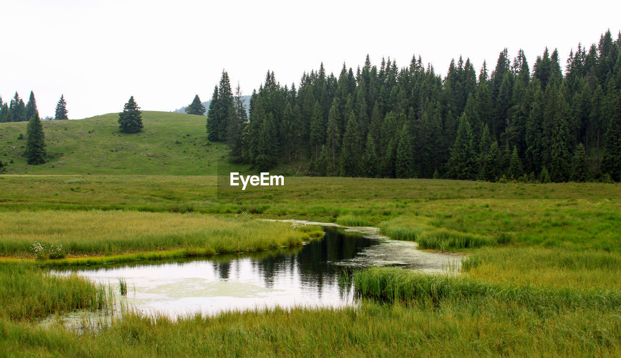 SCENIC VIEW OF LAKE AGAINST TREES