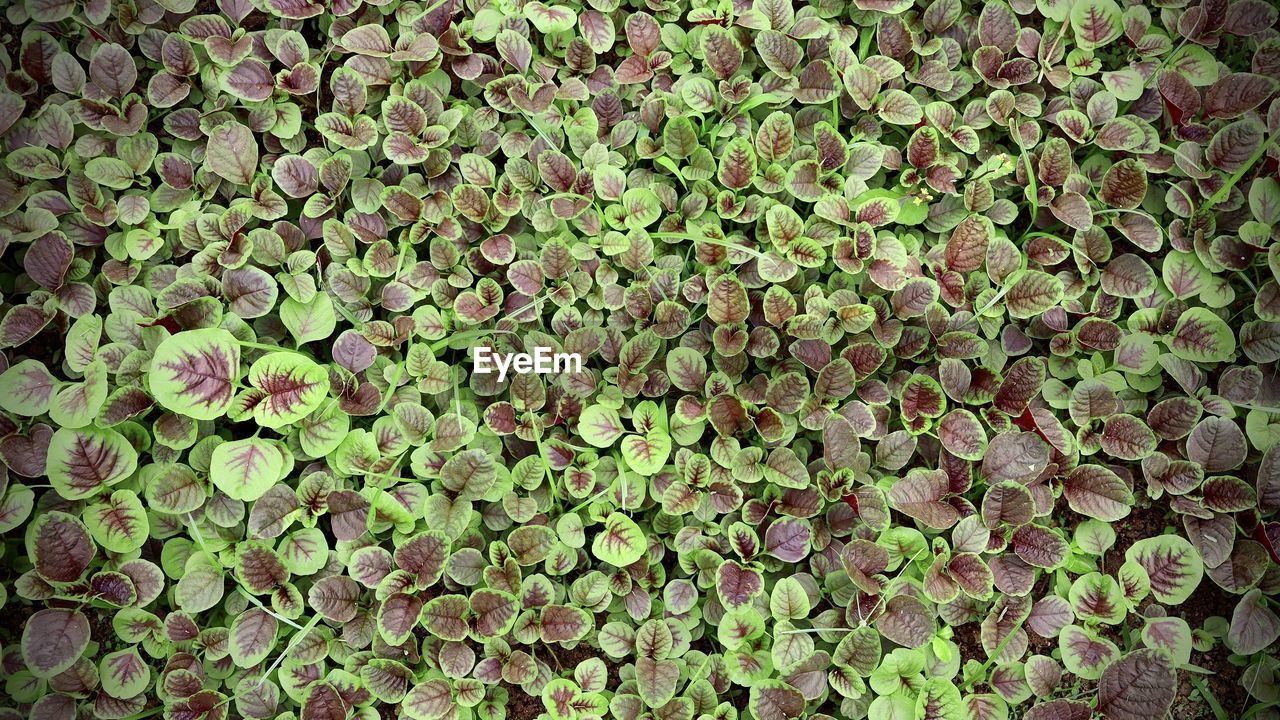 Full frame shot of plants growing on field