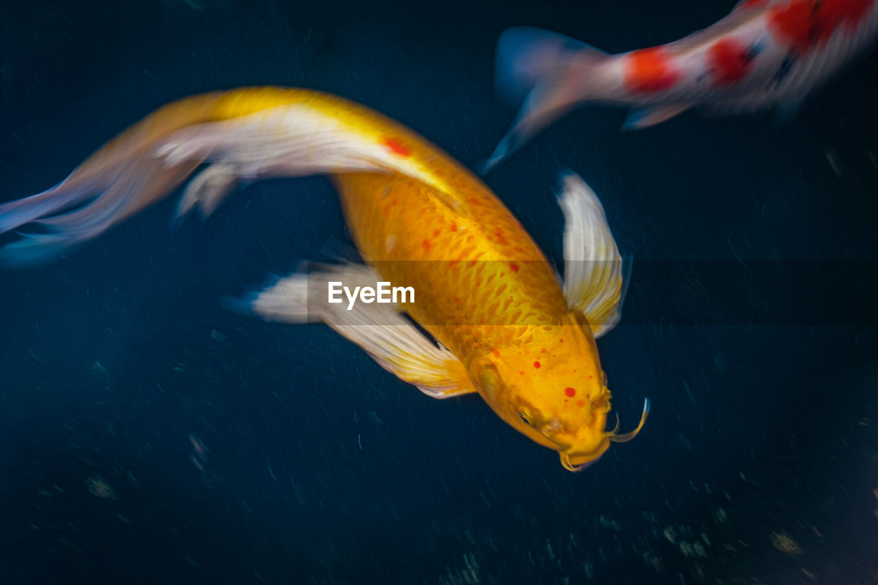 Close-up of fish swimming in sea