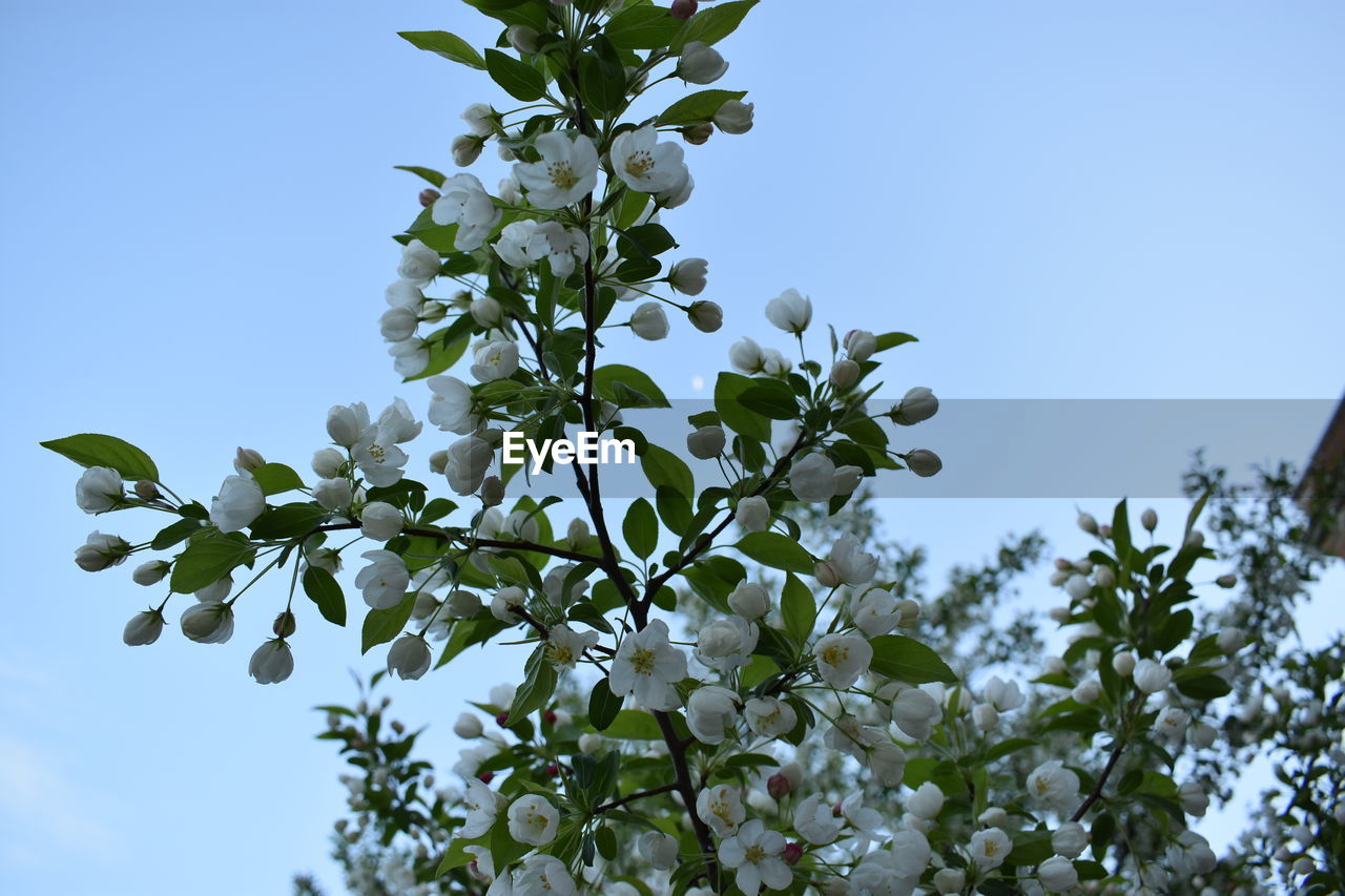 CLOSE-UP OF WHITE FLOWERING TREE AGAINST CLEAR SKY