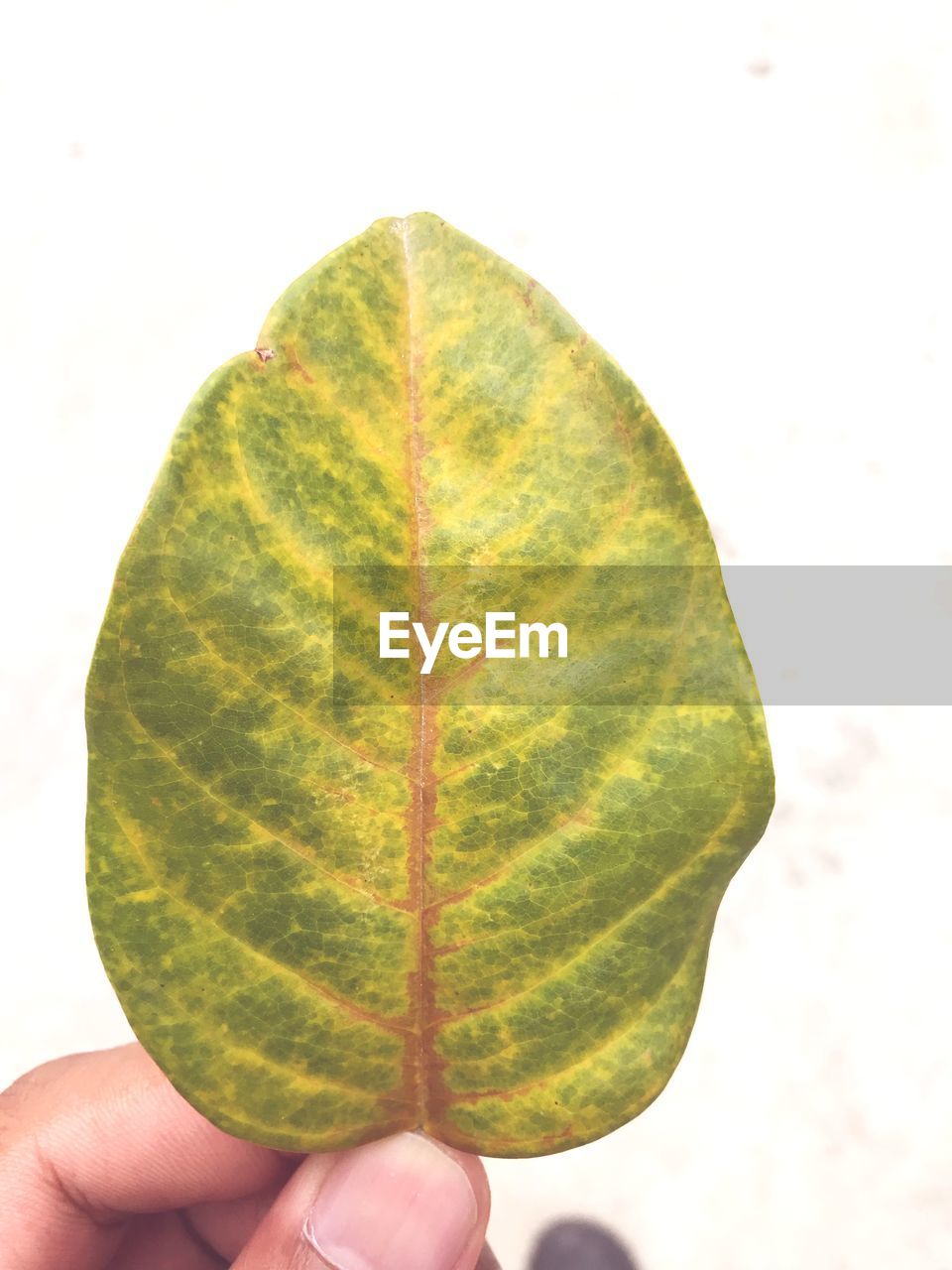 Close-up of hand holding leaf