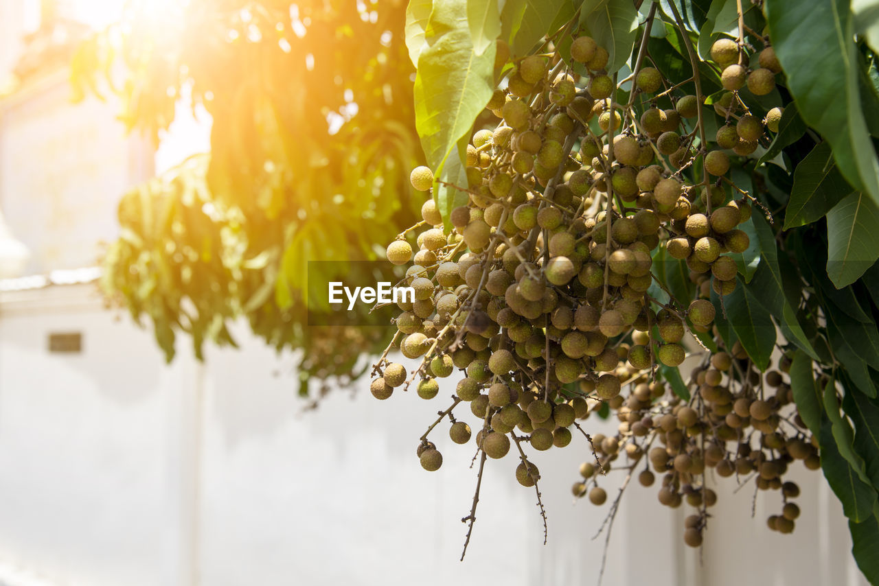 CLOSE-UP OF FRUITS HANGING FROM PLANT