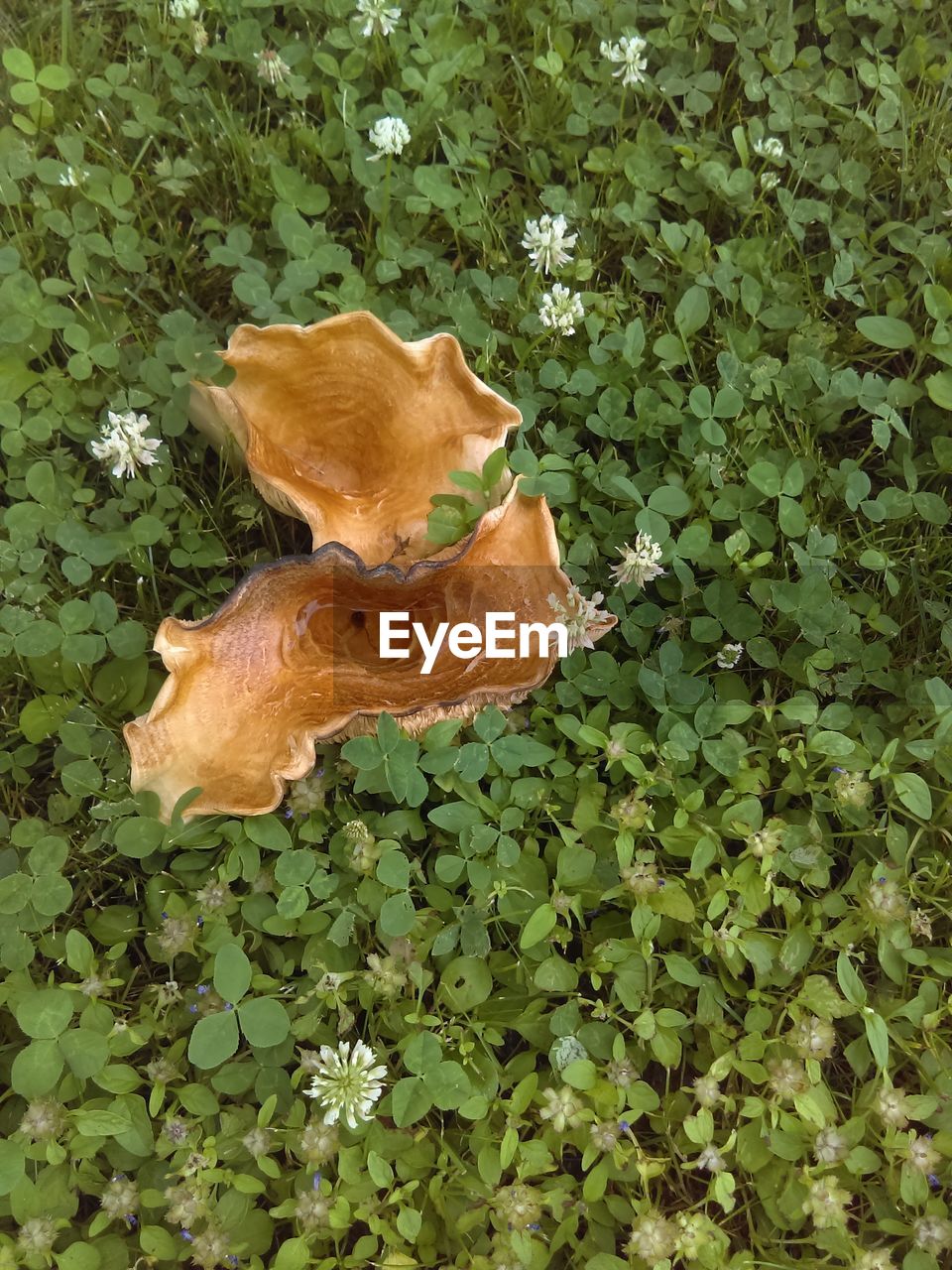 CLOSE-UP OF CRAB ON PLANT