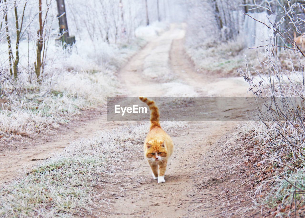 CAT IN FOREST