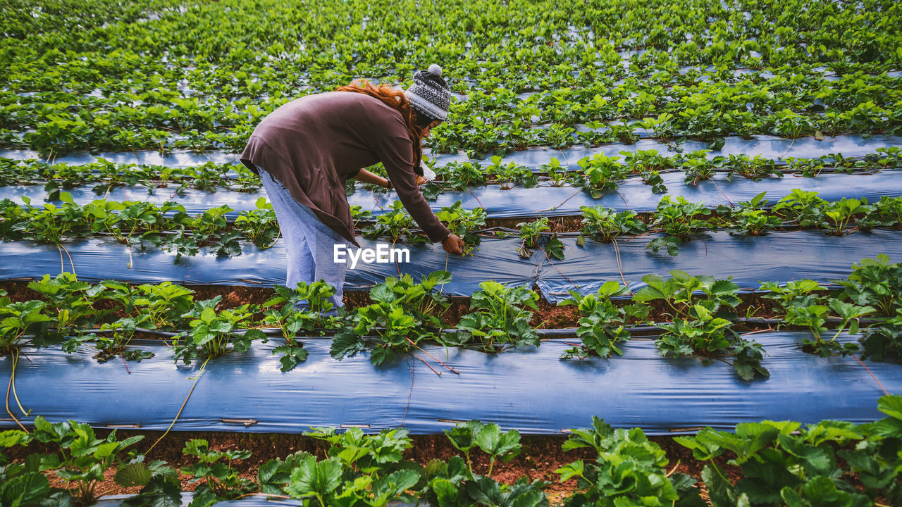 Young woman harvesting in agricultural field