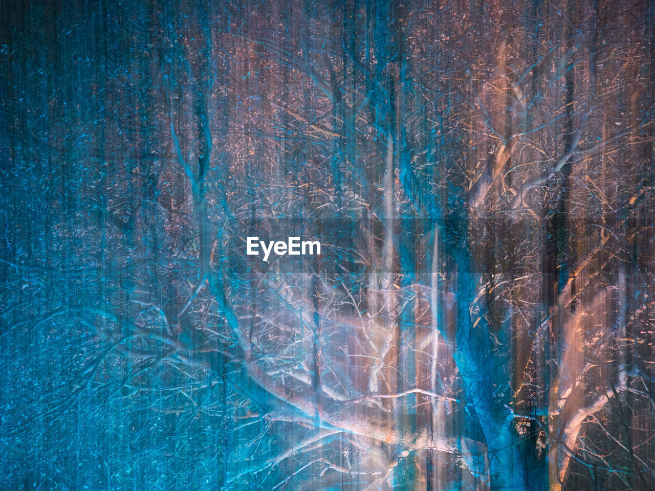 CLOSE-UP OF BARE TREES