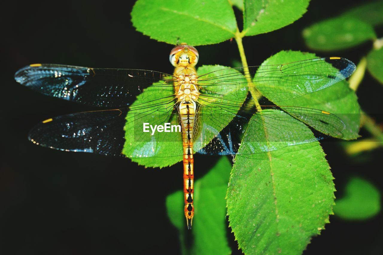 Close-up of dragonfly on plant