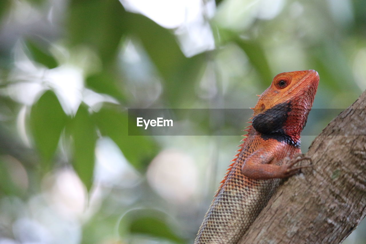 CLOSE-UP OF BIRD ON BRANCH