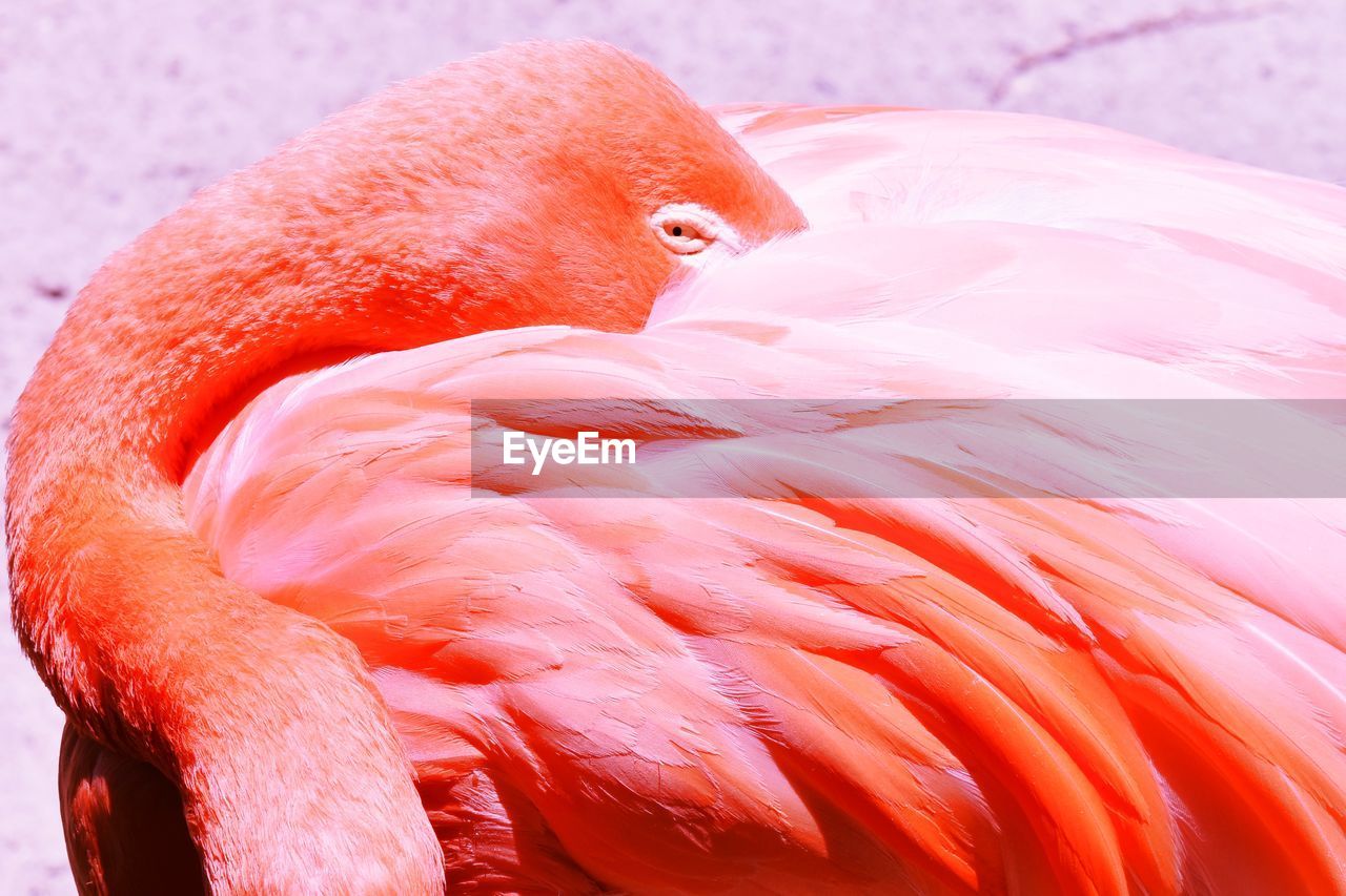 CLOSE-UP OF A PARROT