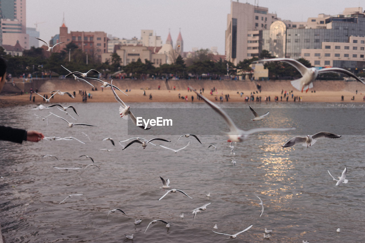 BIRDS FLYING OVER CITY AGAINST BUILDINGS