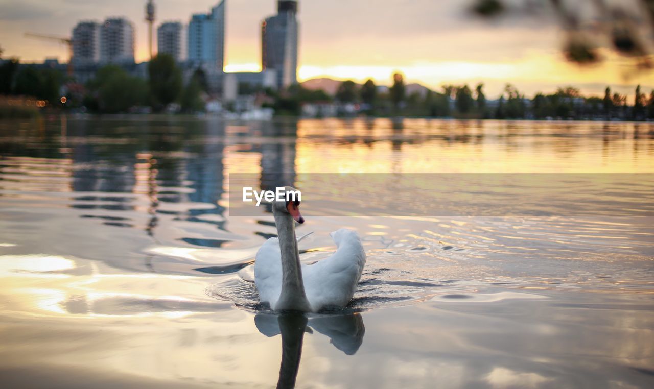 Swan swimming on lake against city during sunset