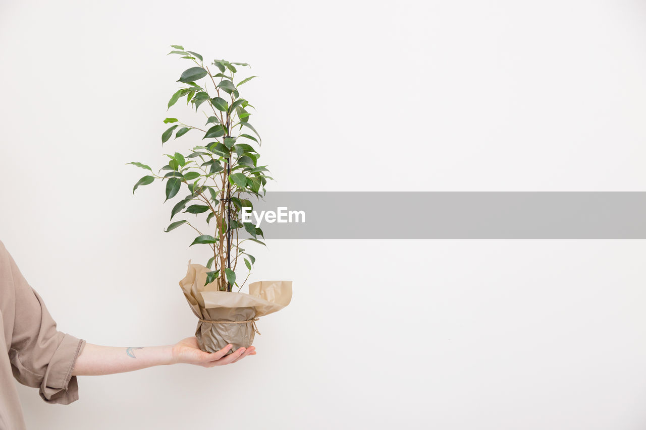one person, plant, copy space, growth, indoors, leaf, nature, hand, plant part, adult, holding, studio shot, branch, human limb, women, flower, limb, houseplant, gardening, business, lifestyles, white background, environmental conservation