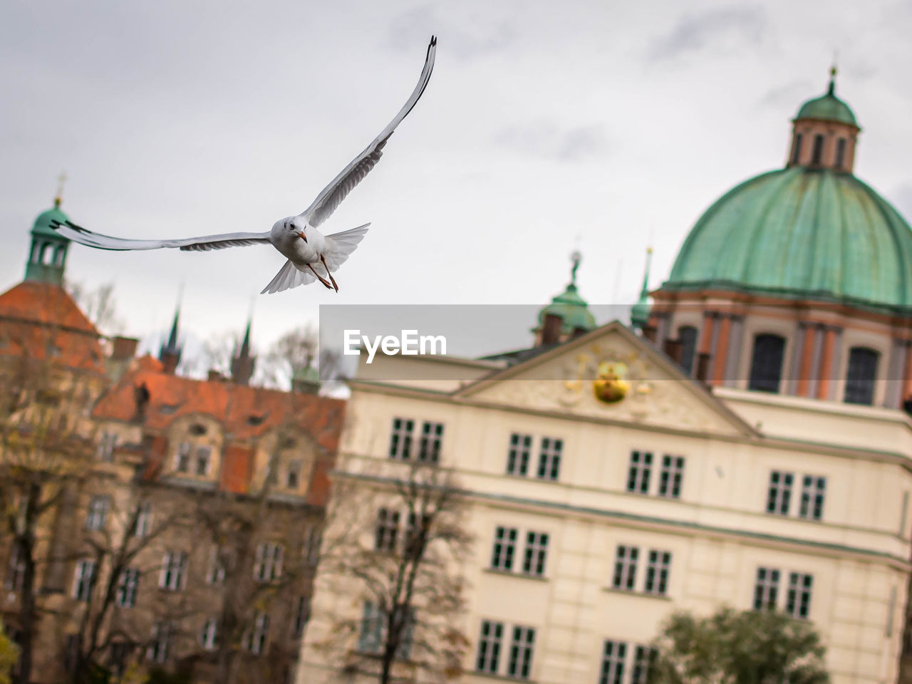 Bird flying against church in city