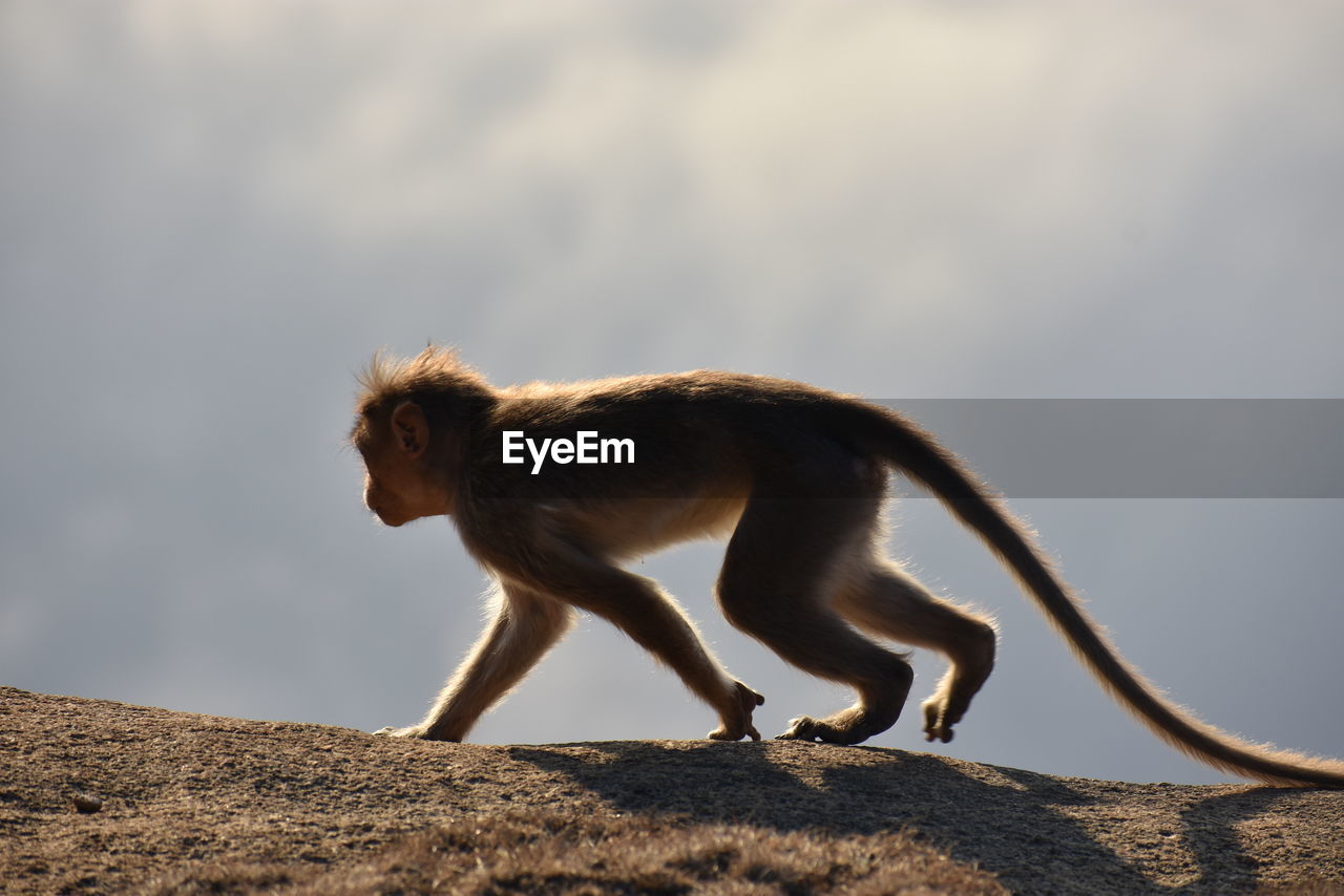 SIDE VIEW OF AN ANIMAL ON ROCK