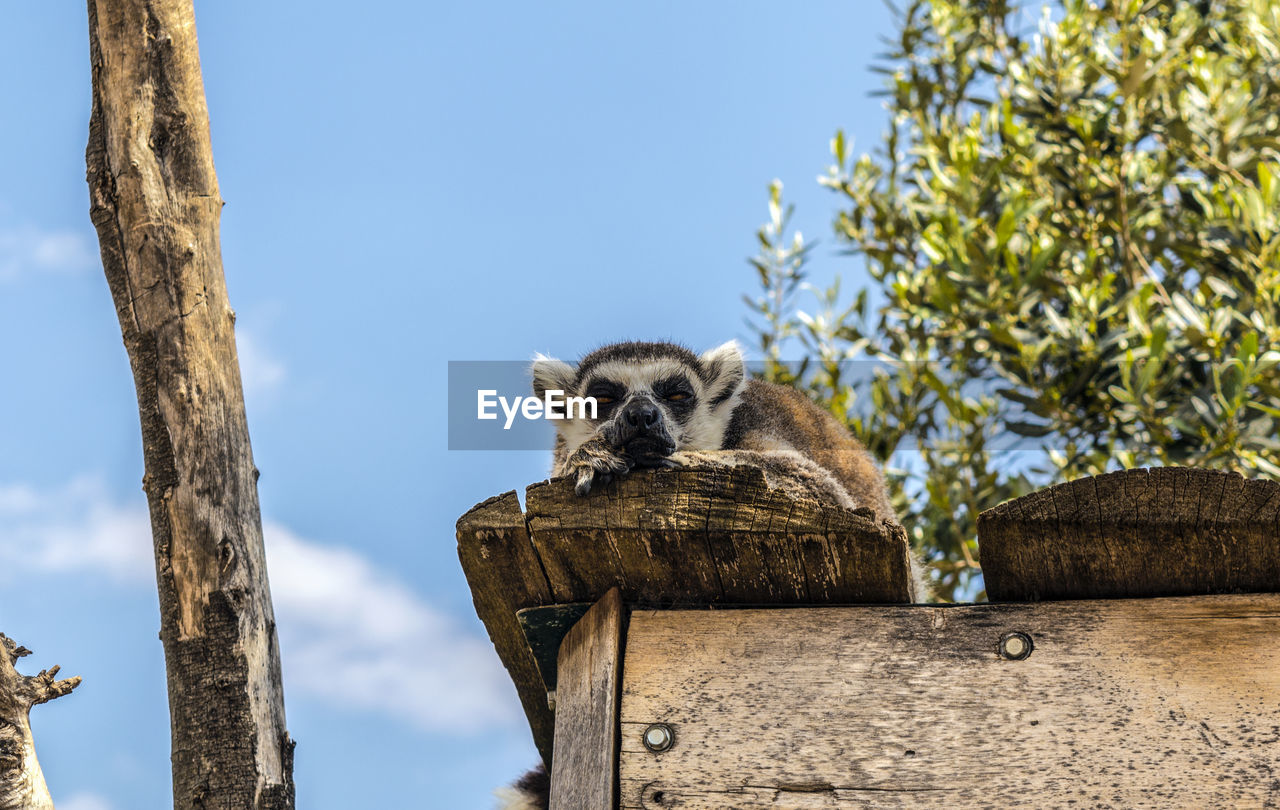 Low angle view of lemur perching on roof against sky