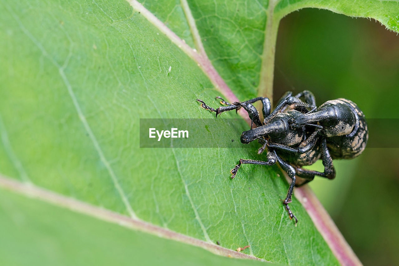 CLOSE-UP OF ANT ON GREEN LEAF