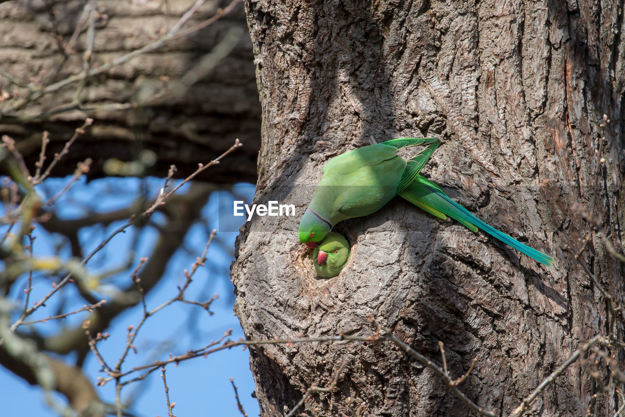 A nesting rose-ringed parakeet pair