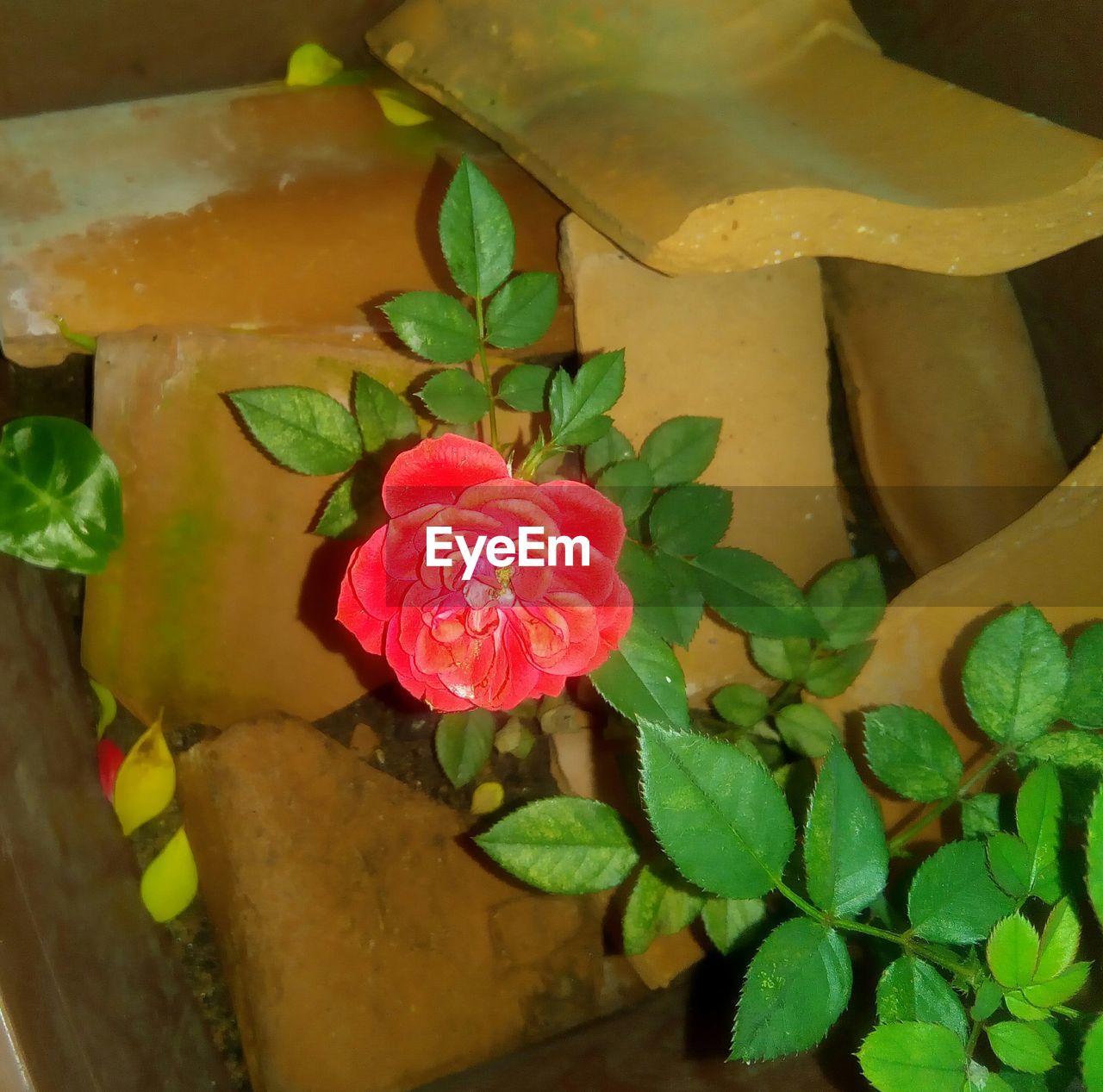 HIGH ANGLE VIEW OF POTTED PLANT BY WATER