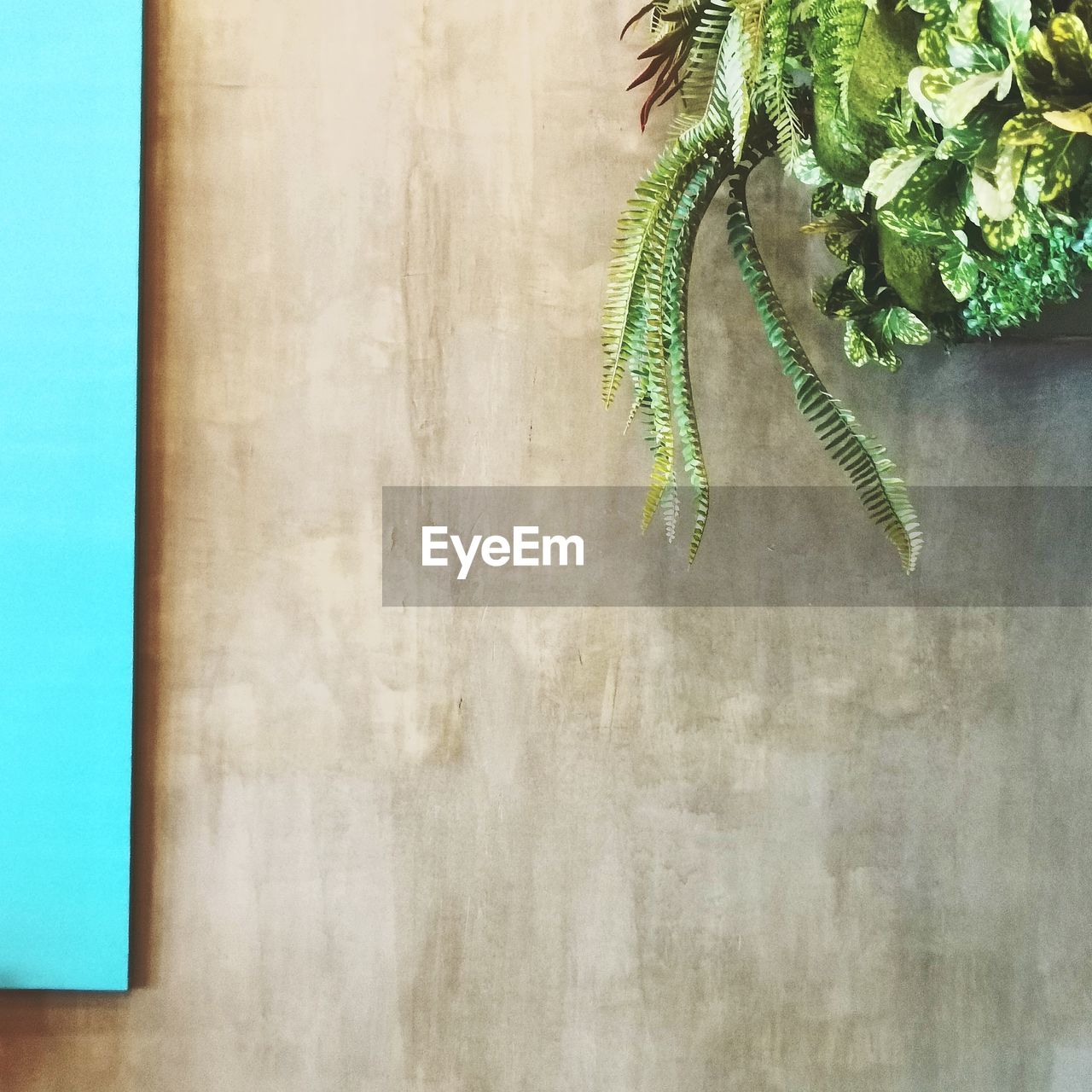 CLOSE-UP OF POTTED PLANT ON TABLE AGAINST WALL