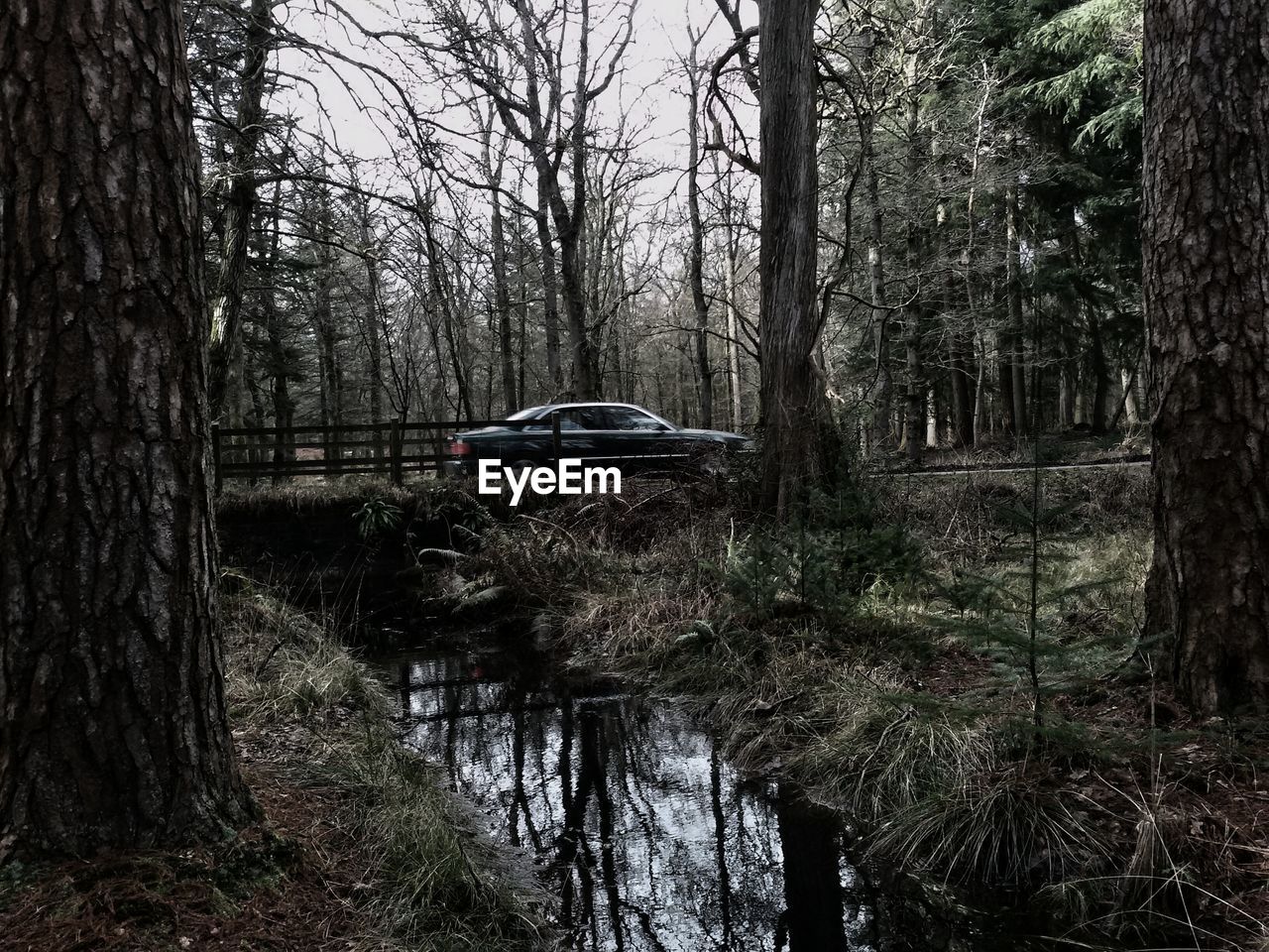 REFLECTION OF TREES IN WATER