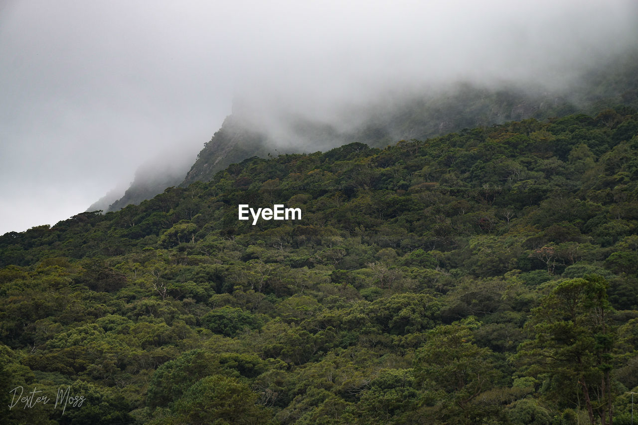 SCENIC VIEW OF TREE MOUNTAIN AGAINST SKY