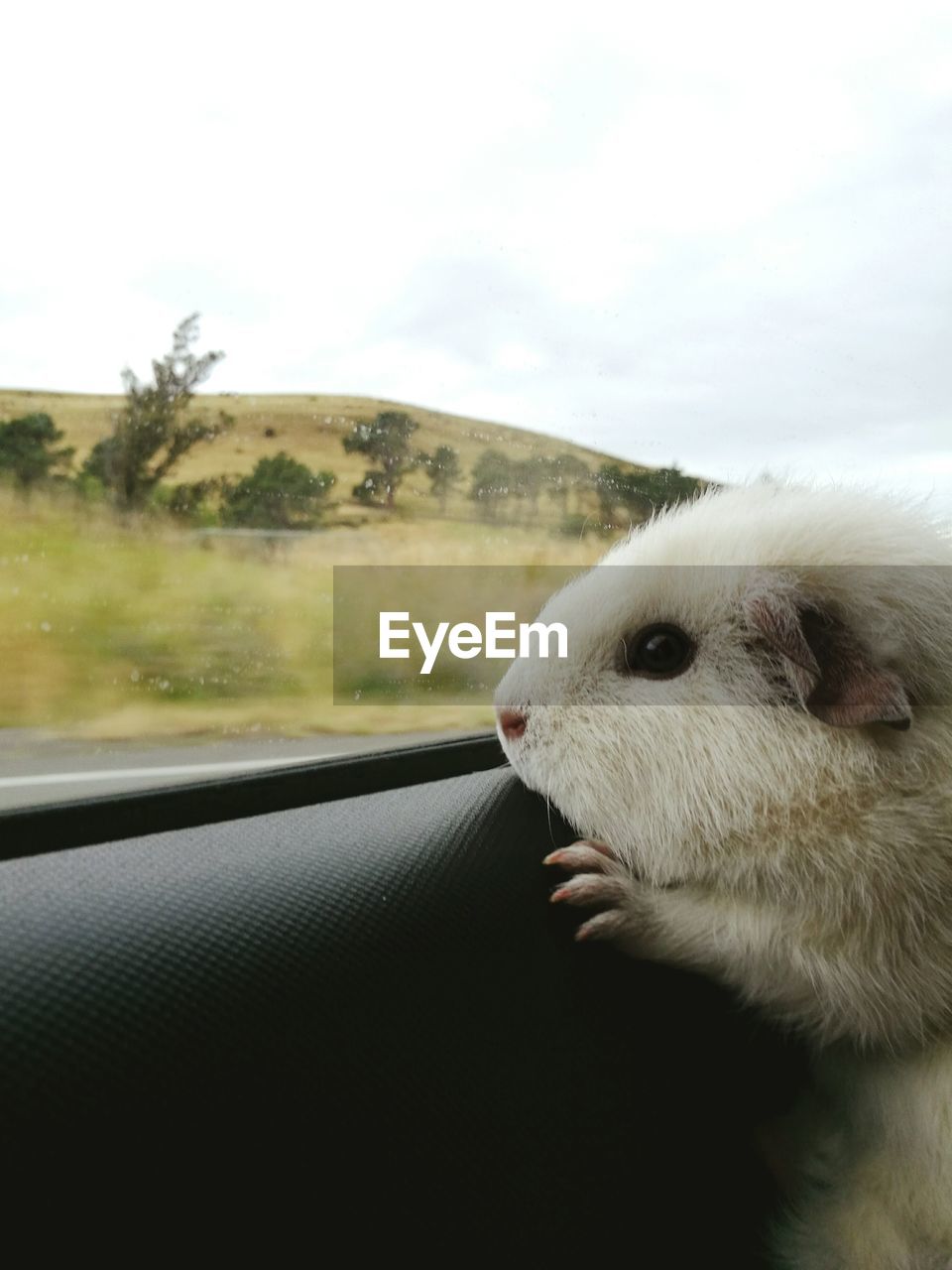 Close-up of guinea pig by car window against sky