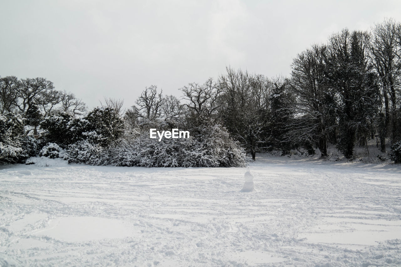 Trees on snow covered landscape