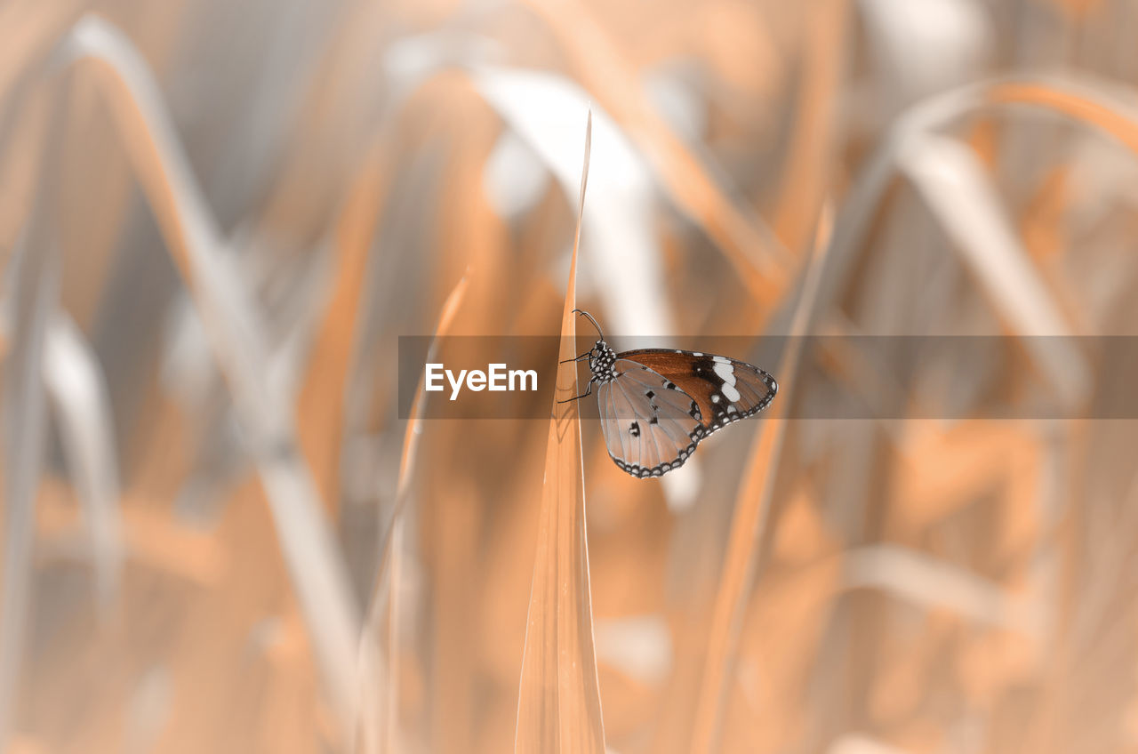 CLOSE-UP OF BUTTERFLY ON PLANT