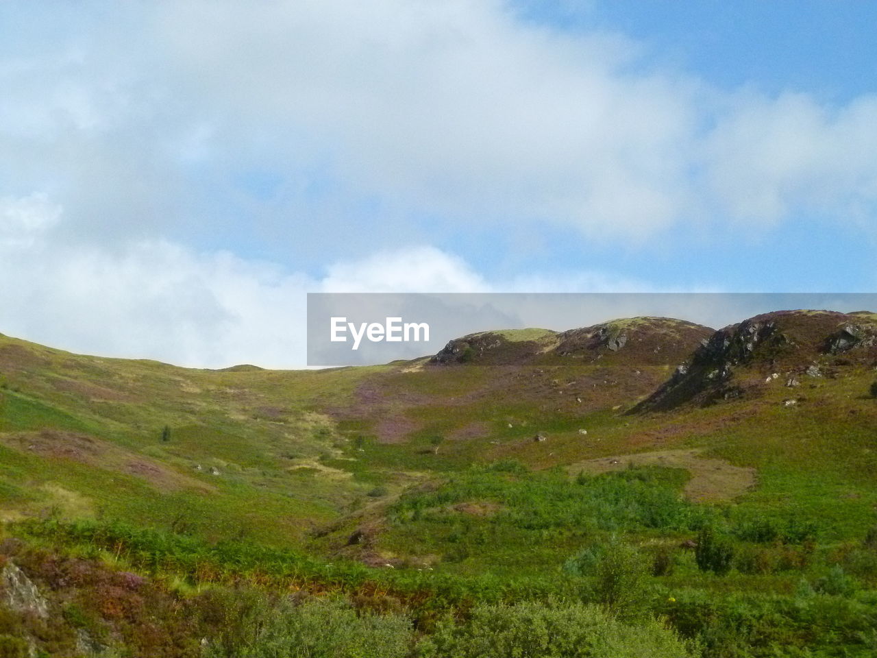 VIEW OF GRASSY LANDSCAPE